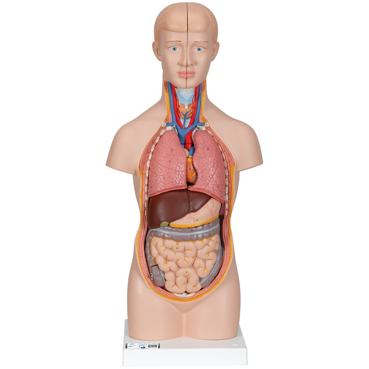 b22_01_1200_1200_mini-human-torso-model-12-part-3b-smart-anatomy__31882.1589753254.1280.1280.jpg