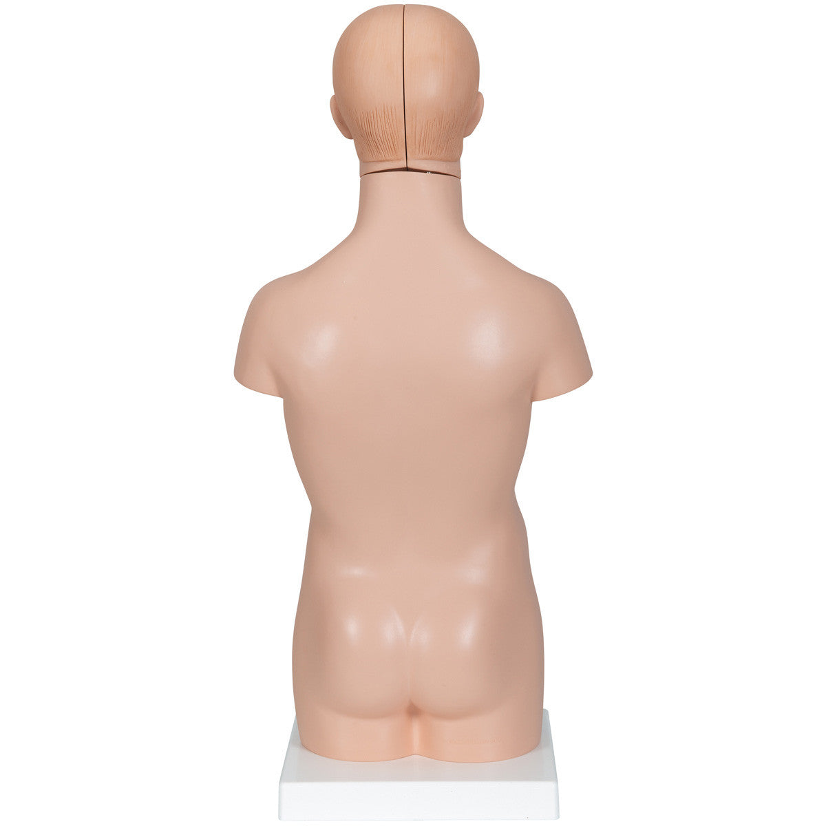 b22_02_1200_1200_mini-human-torso-model-12-part-3b-smart-anatomy__42039.1589753254.1280.1280.jpg