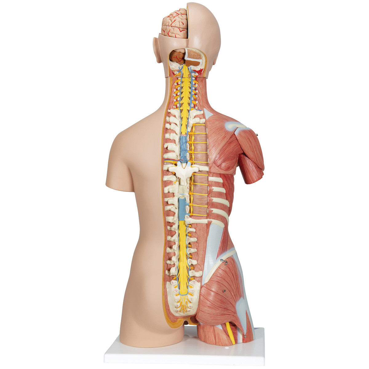 b40_02_1200_1200_deluxe-dual-sex-human-muscle-torso-model-31-part-3b-smart-anatomy__49618.1589753231.1280.1280.jpg
