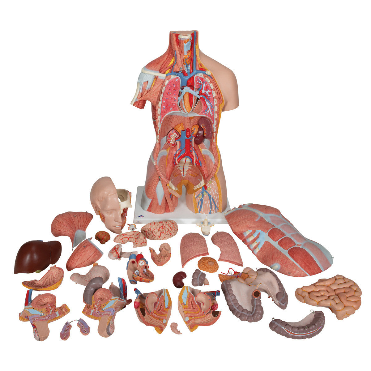 b40_03_1200_1200_deluxe-dual-sex-human-muscle-torso-model-31-part-3b-smart-anatomy__41800.1589753231.1280.1280.jpg