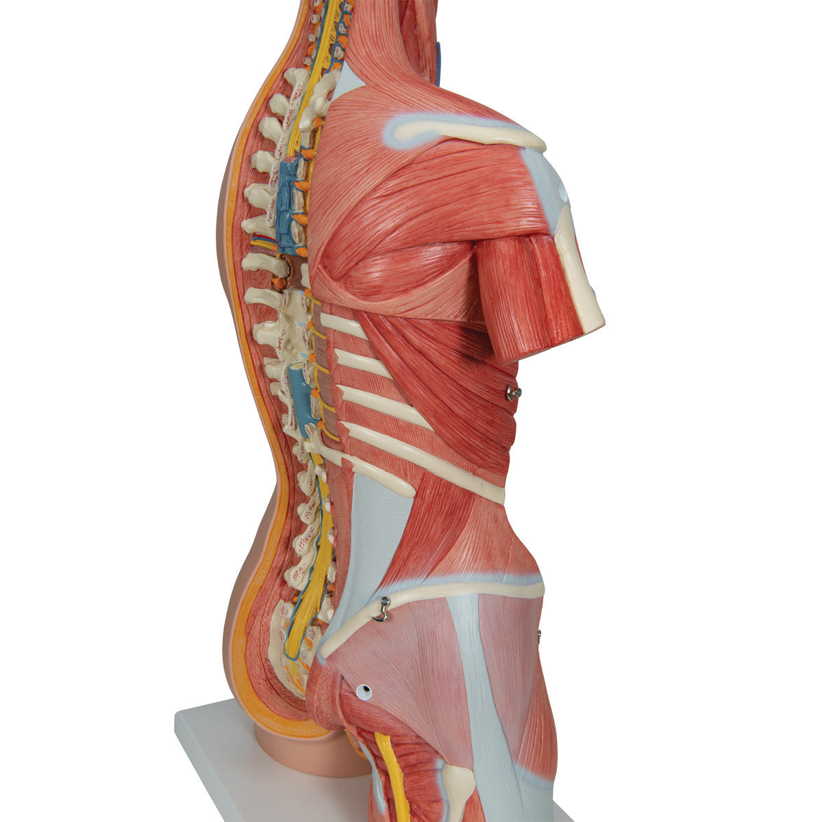 b40_04_1200_1200_deluxe-dual-sex-human-muscle-torso-model-31-part-3b-smart-anatomy__11499.1589753232.1280.1280.jpg