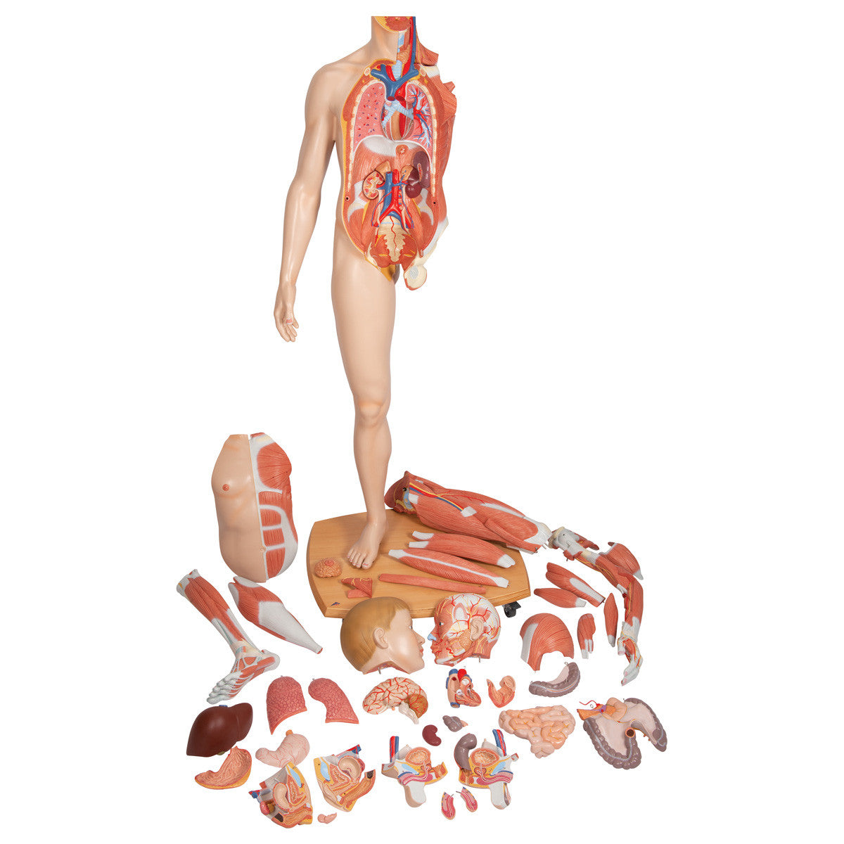 Life-size Dual-Sex Muscular Figure, 39 parts | 3B Scientific B53