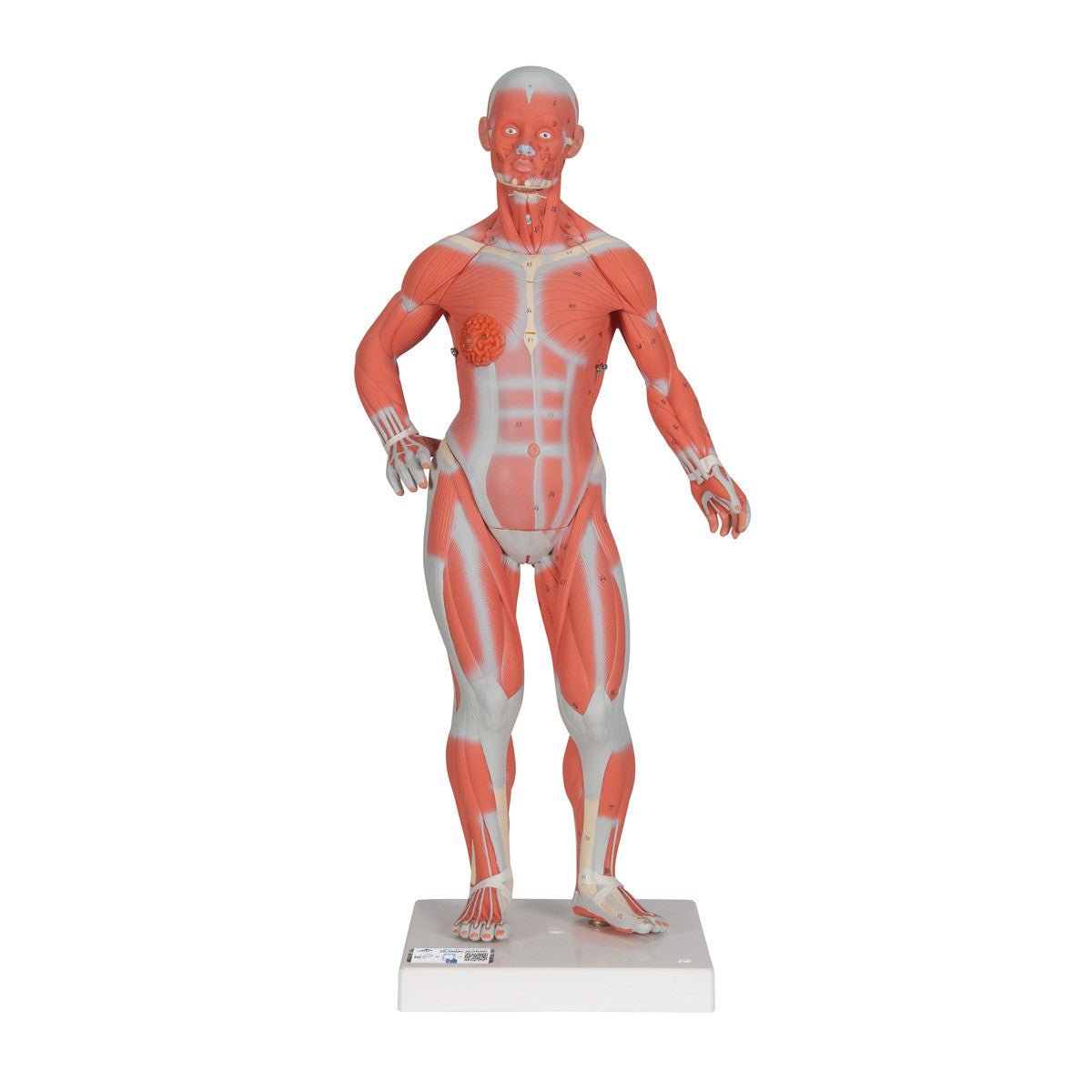 Mini Muscular Figure, 2 parts | 3B Scientific B59
