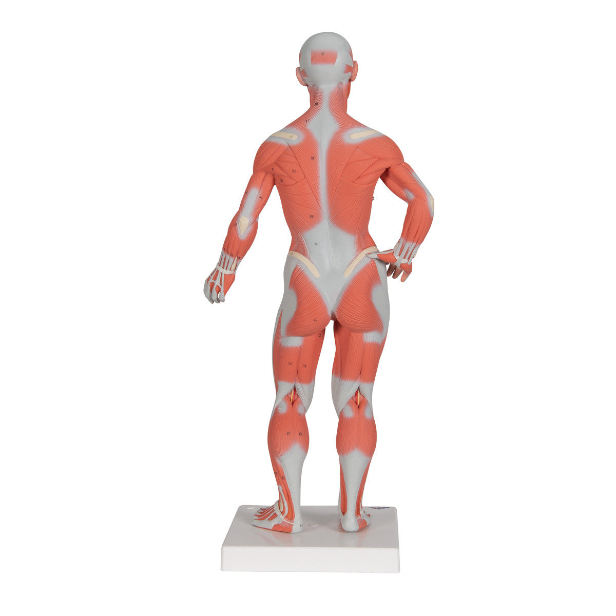 Mini Muscular Figure, 2 parts | 3B Scientific B59