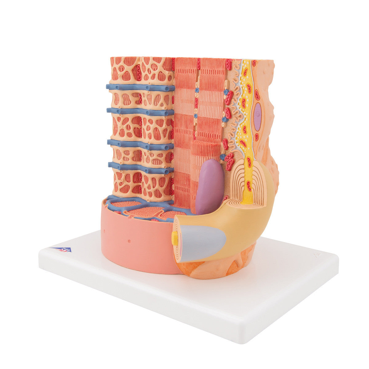 b60_06_1200_1200_3b-microanatomy-human-muscle-fiber-model-10-000-times-magnified-3b-smart-anatomy__94228.1589753184.1280.1280.jpg