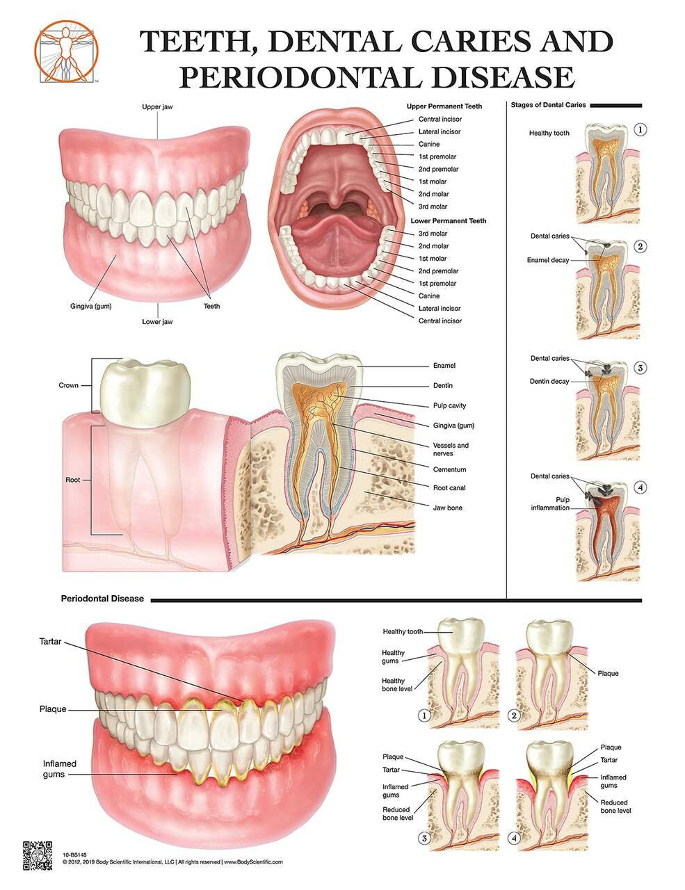 Anatomy of the Teeth chart
