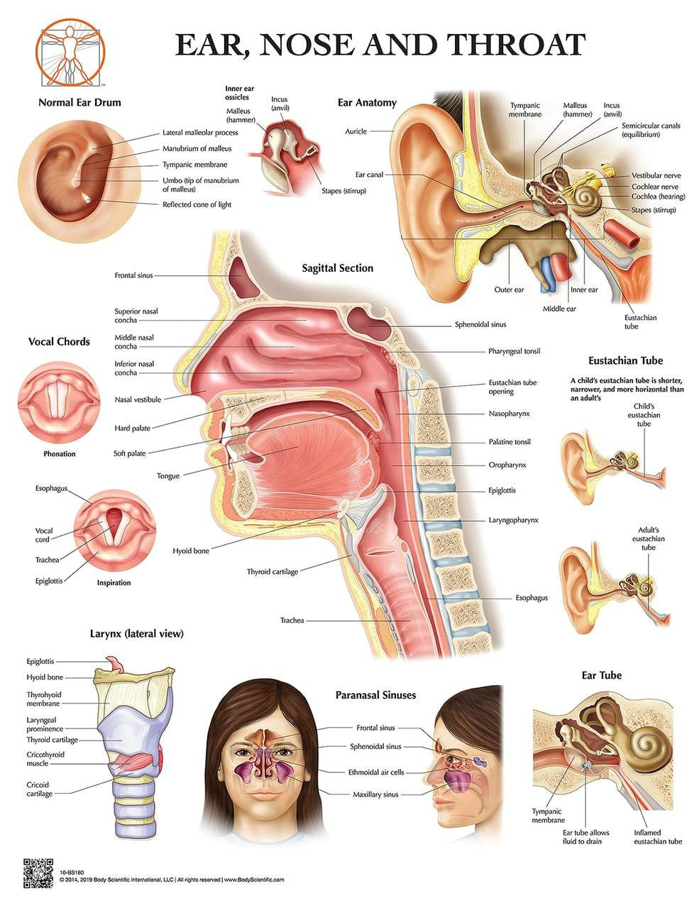 Ear, Nose and Throat Chart