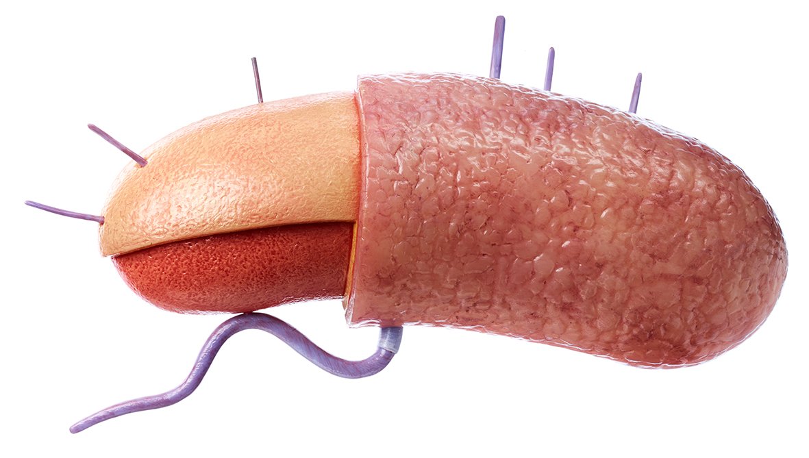 Reconstruction of a (gram-positive) bacterial cell