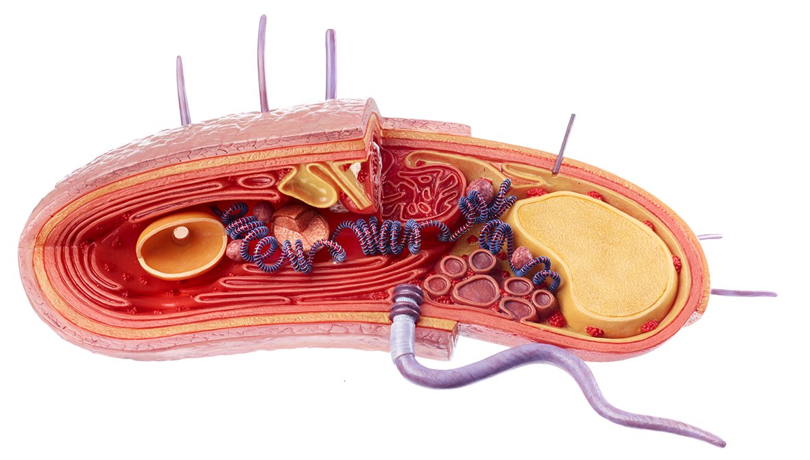 Reconstruction of a (gram-positive) bacterial cell