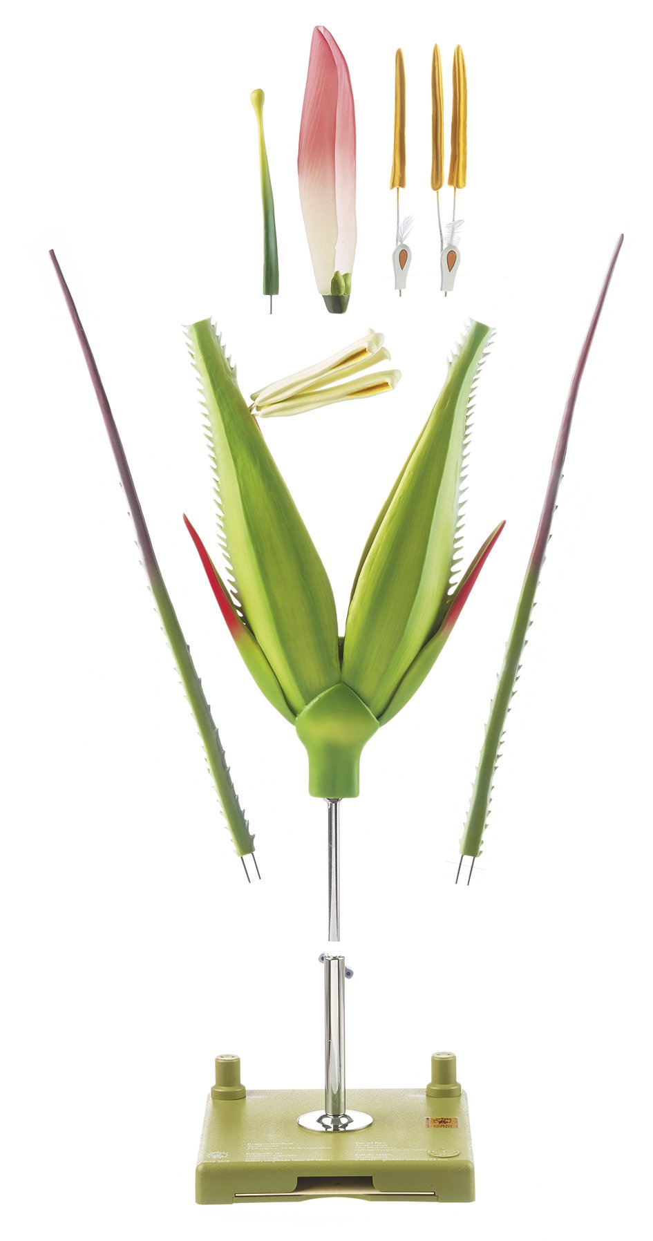 Rye Spikelet