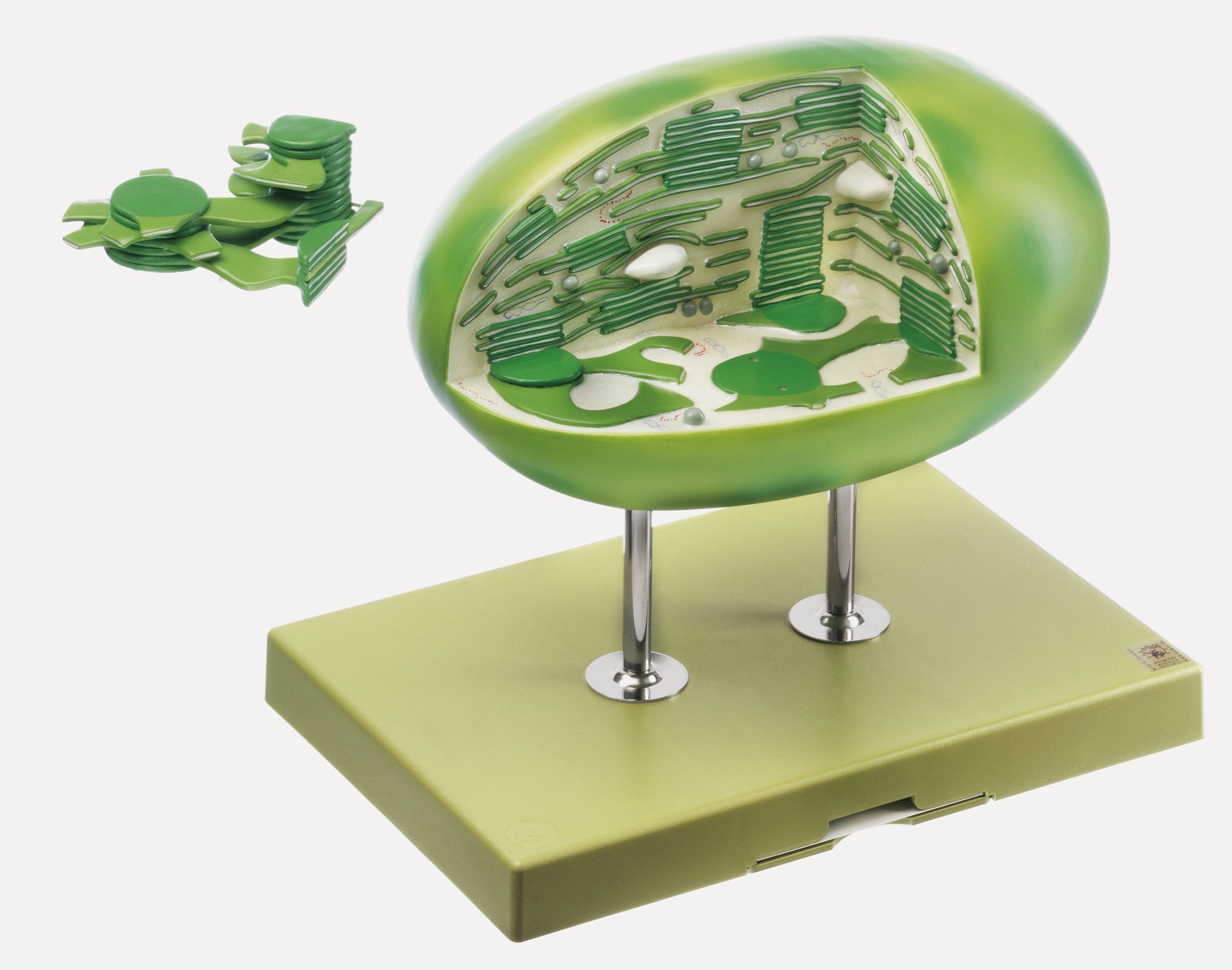 Chloroplast of Higher Plant