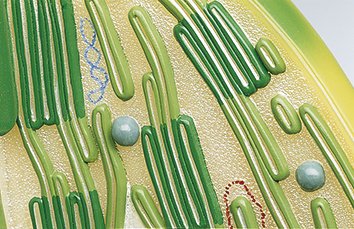 Chloroplast of Higher Plant