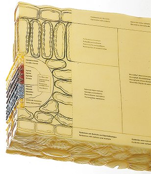 Section through a Christmas Rose Leaf