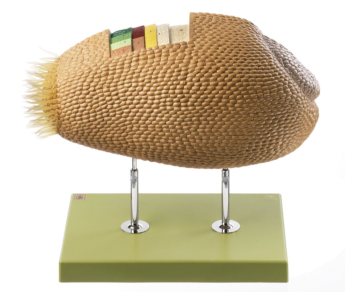 Model of a Wheat Grain Cross Section