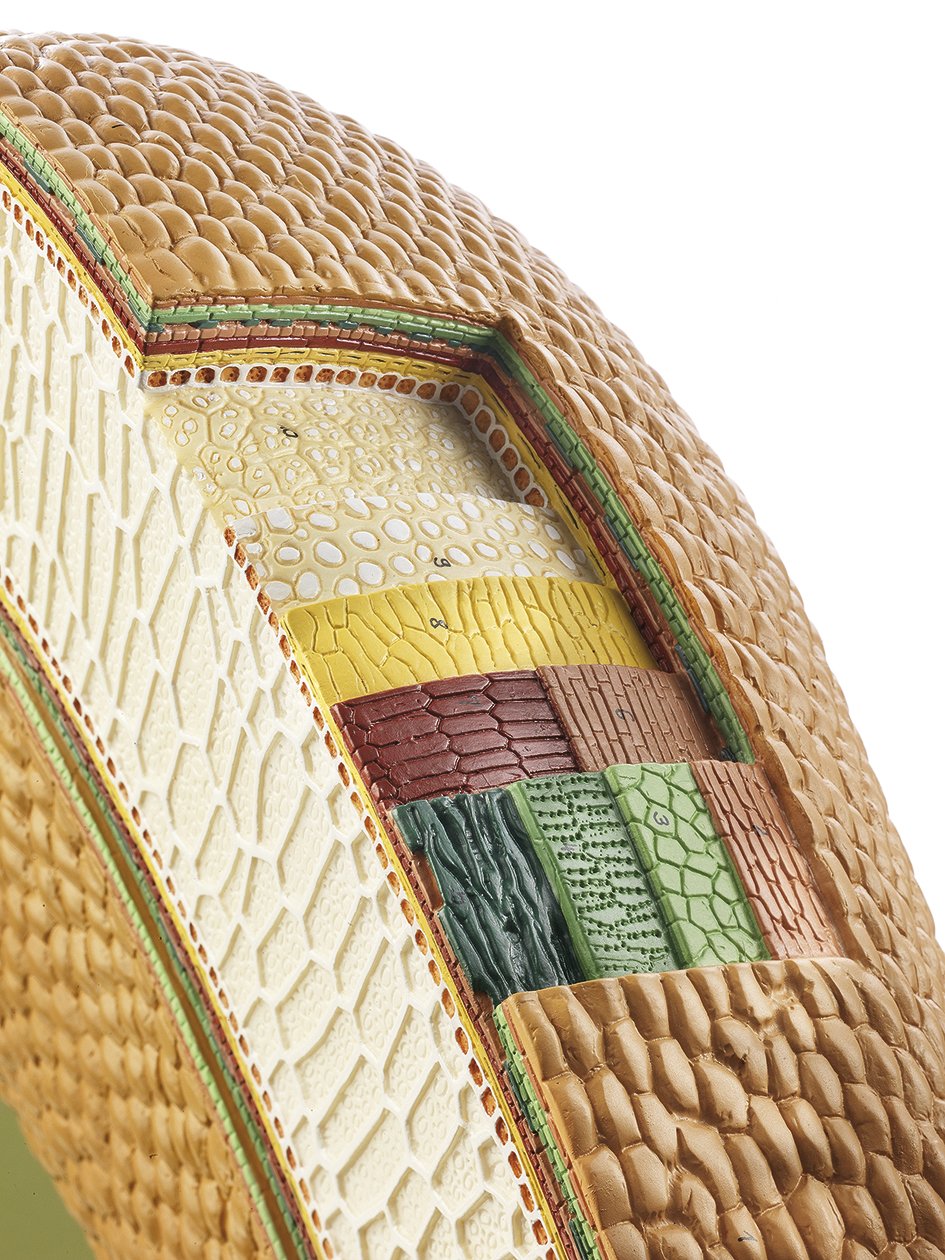 Model of a Wheat Grain Cross Section