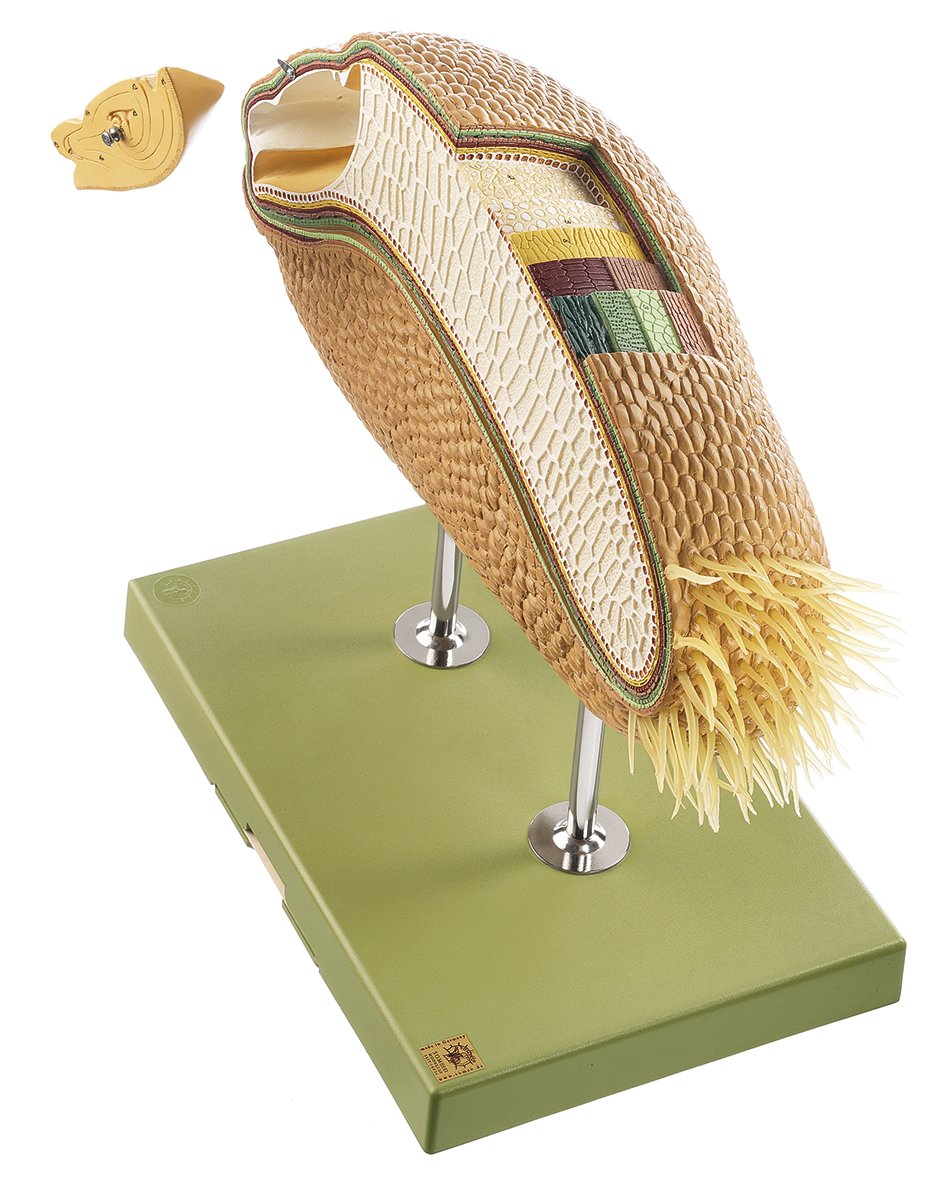 Model of a Wheat Grain Cross Section