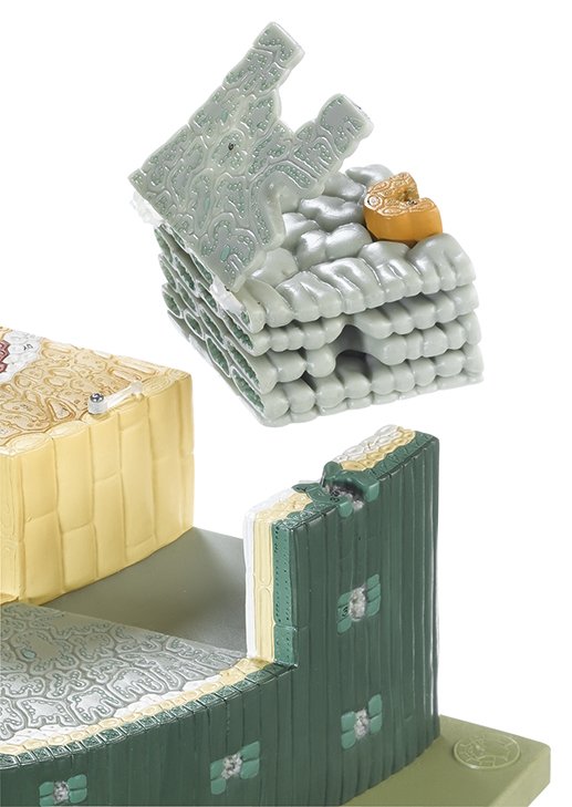 Needle Leaf of the Black Pine