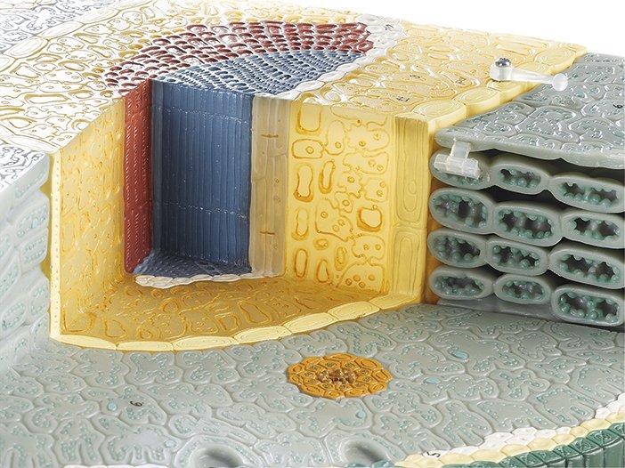 Needle Leaf of the Black Pine