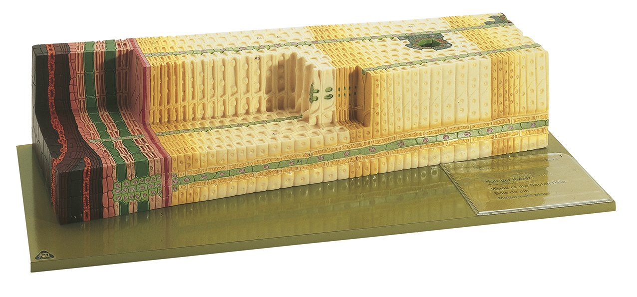 Anatomical Fine Structure of Pinewood