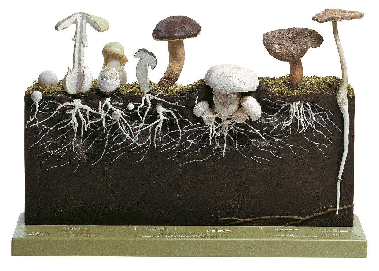 Development of Hat Fungi - Somso BoS 226