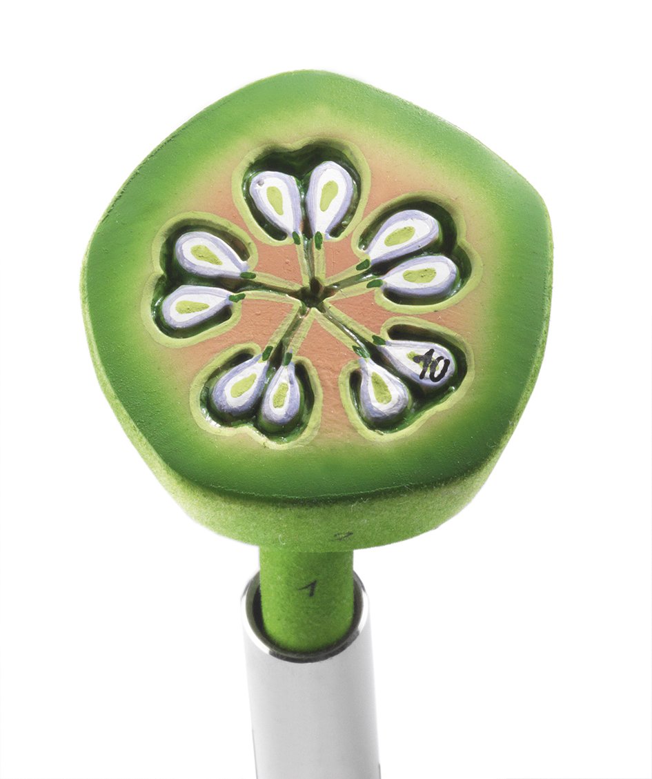 Apple Blossom - Cross Section of the Ovary