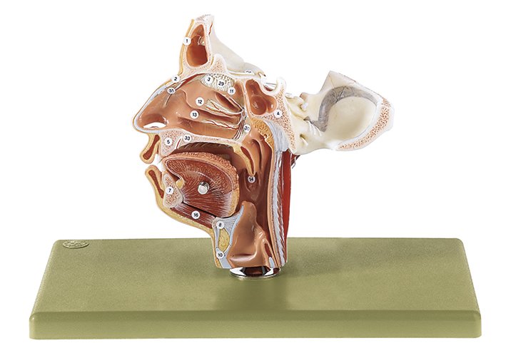 Nerves and Blood Vessels on the Facial Skull