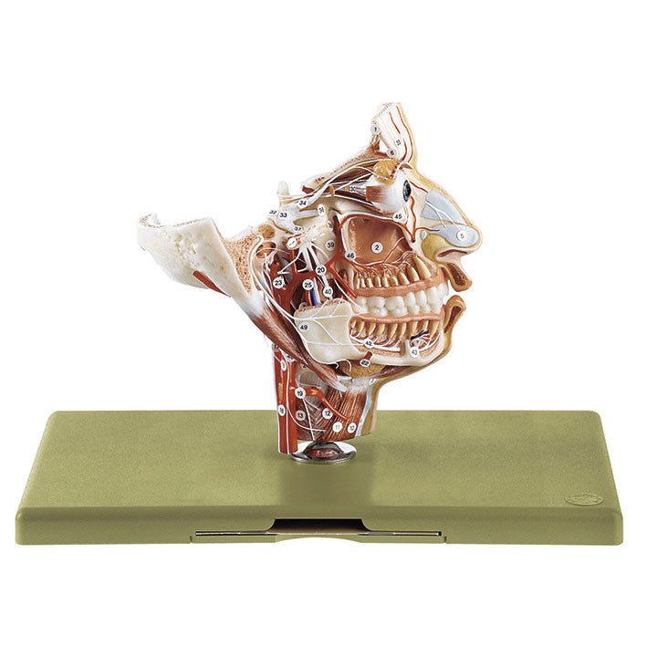 Nerves and Blood Vessels on the Facial Skull Somso Bs 16