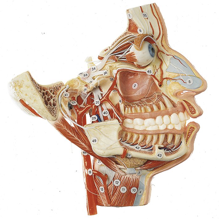 Nerves and Blood Vessels on the Facial Skull