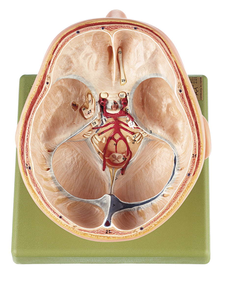 Situs of the Base of the Skull