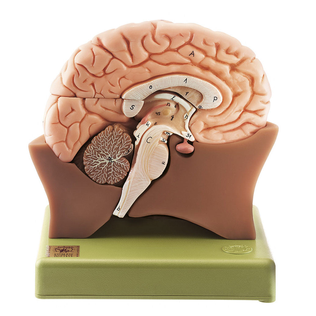 Half of the Brain Somso Bs 20/1