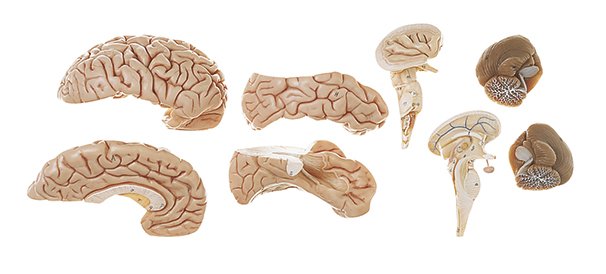 Brain, 8 parts