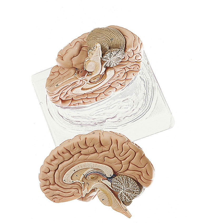 Brain, 2 parts Somso Bs 21