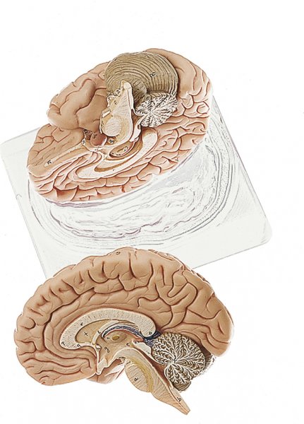 Brain, 2 parts