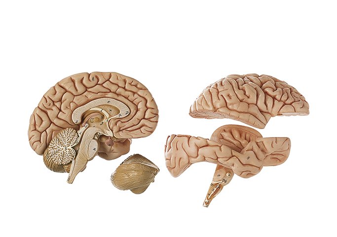 Brain, 4 parts