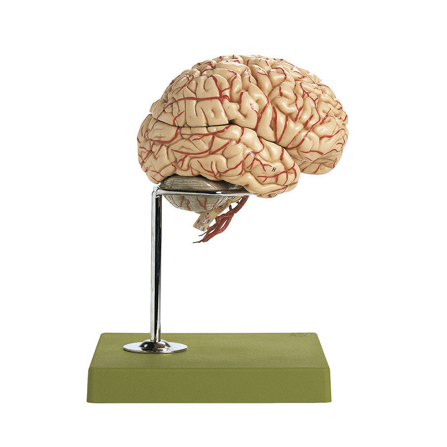 Brain with Arteries, 9 parts Somso Bs 23/1