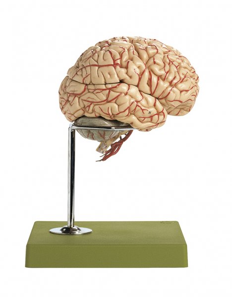 Brain with Arteries, 9 parts