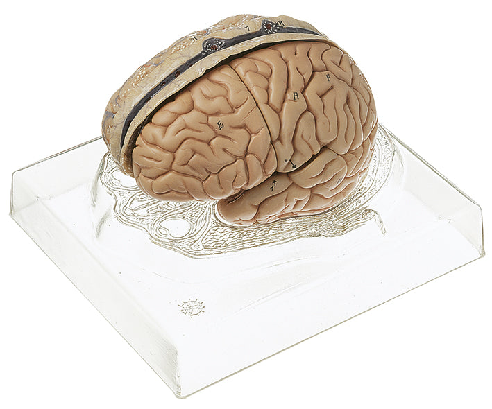 Model of Brain