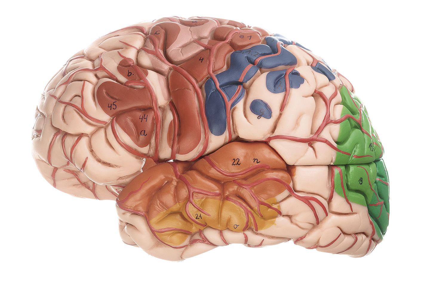 Brain with Arteries, Falx cerebri and indicated Cytoarchitectural Areas