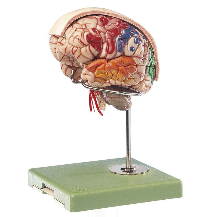 Brain with Arteries, Falx cerebri and indicated Cytoarchitectural Areas Somso Bs 23/4