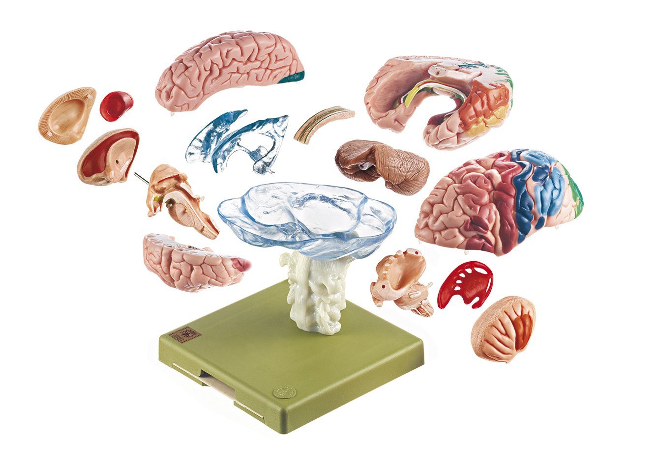 Model of Brain with Indicated Cytoarchitectural Areas