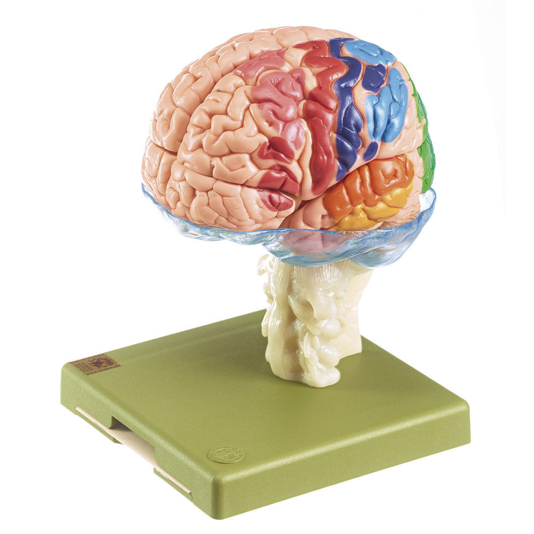 Model of Brain with Indicated Cytoarchitectural Areas Somso Bs 25/1