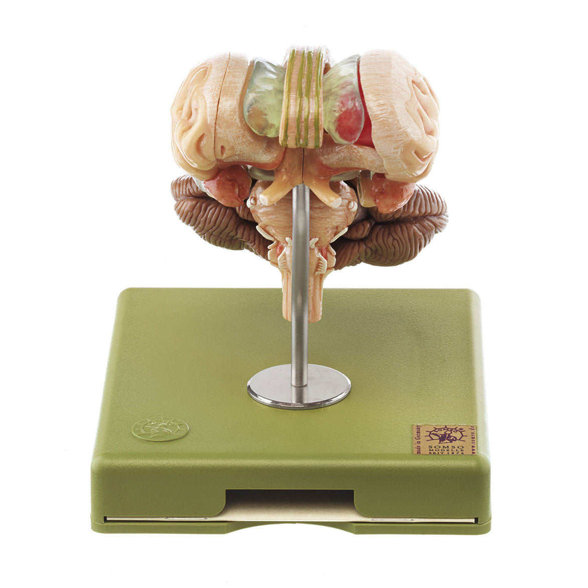 Model of Brain Stem in 12 parts Somso Bs 25/2-T