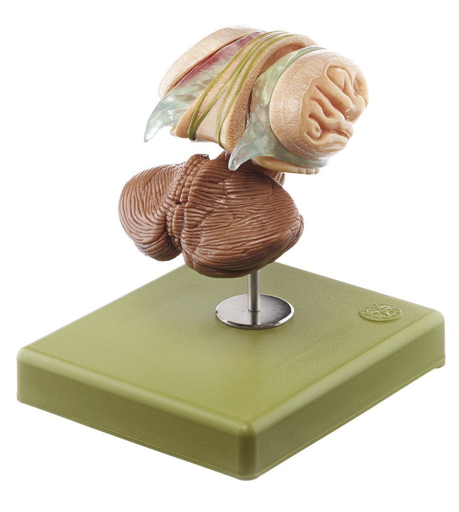 Model of Brain Stem in 12 parts