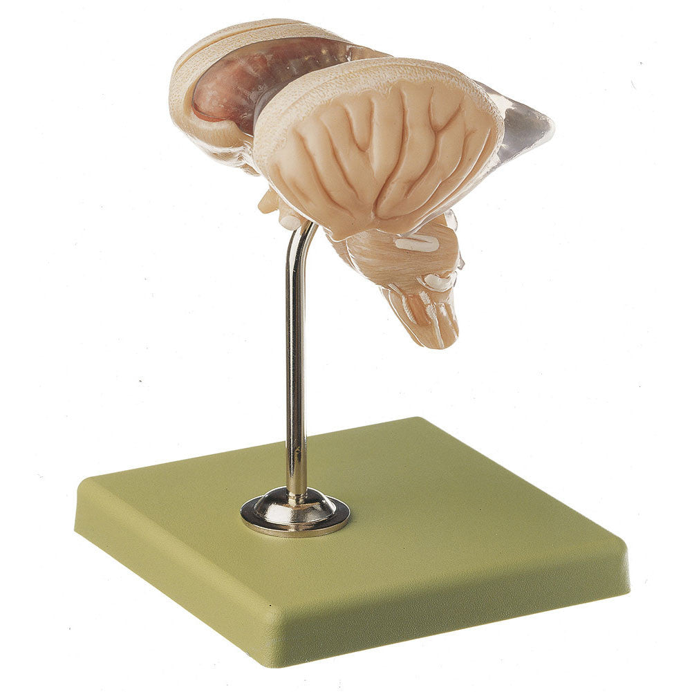 Model of Brain Stem in 8 parts Somso Bs 25/2