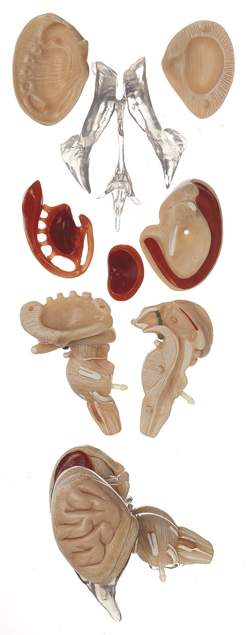 Model of Brain Stem in 8 parts