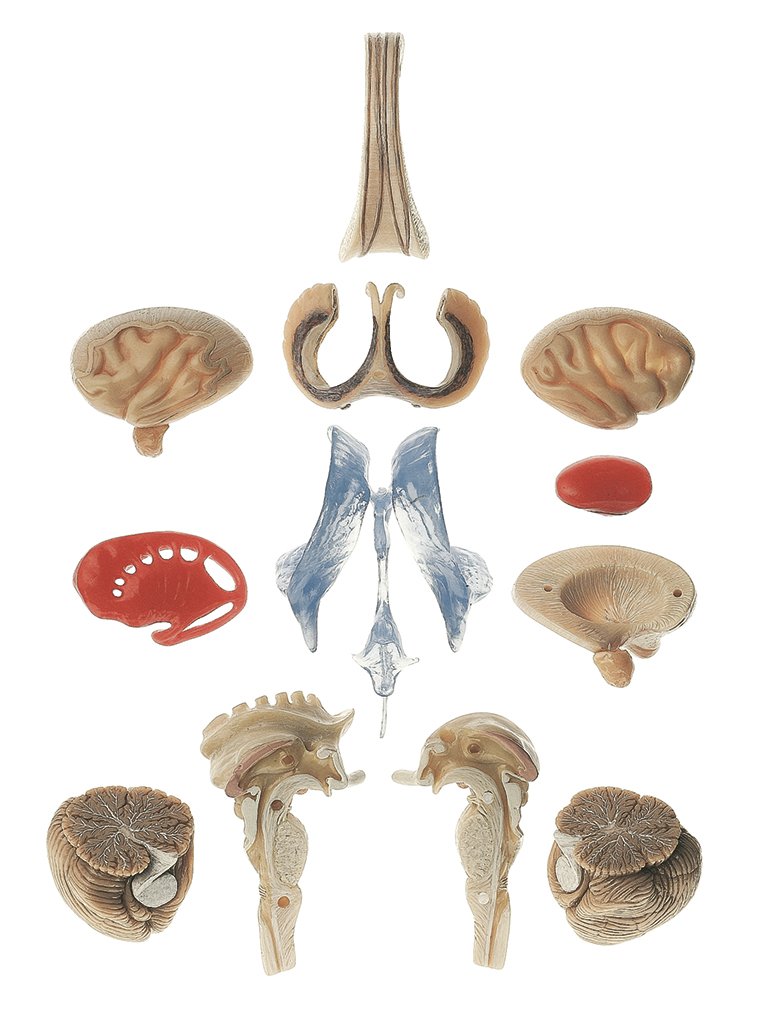 Transparent Brain Model