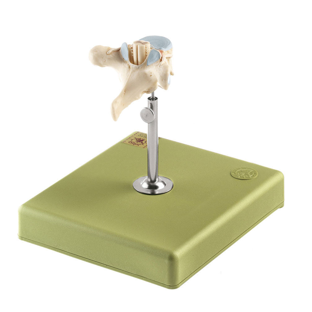 Thoracic Vertebra (TH II) with Spinal Cord Somso Bs 28/1