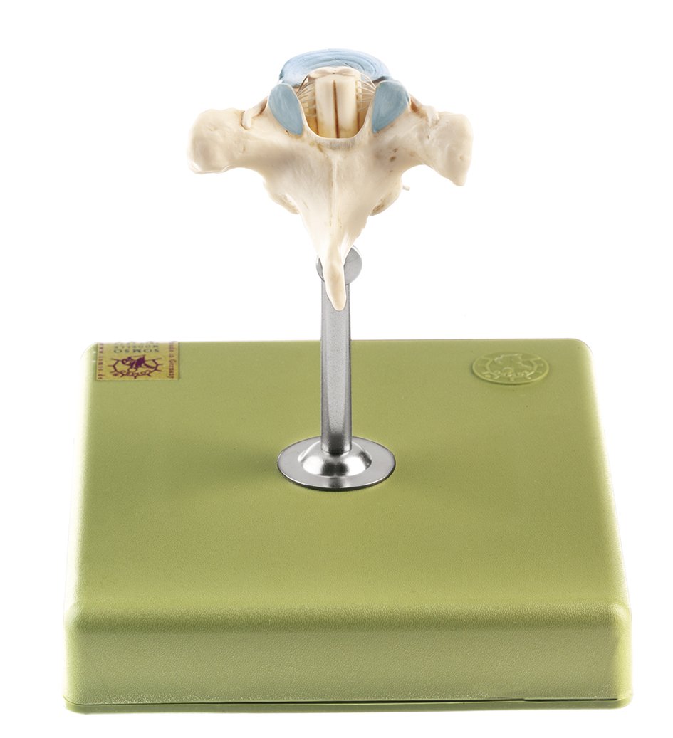 Thoracic Vertebra (TH II) with Spinal Cord