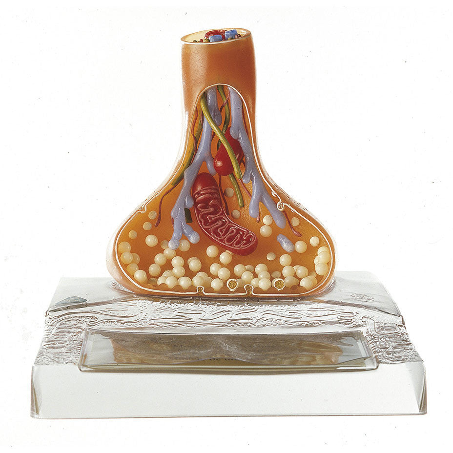 Model of a Synapse Somso Bs 35/3