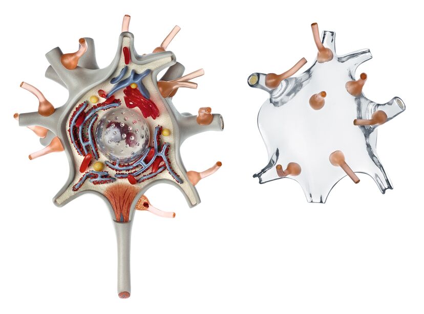 Neuron Model, 3 parts